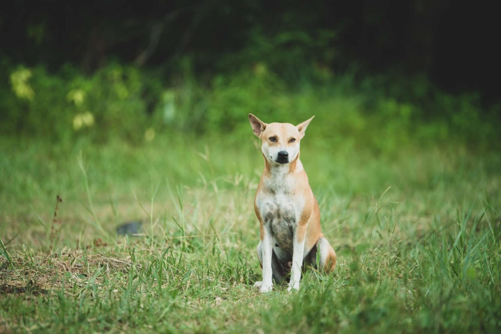 perro en el campo