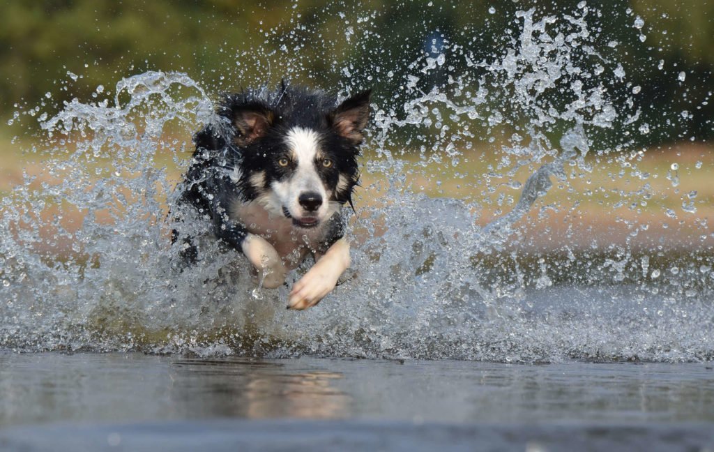 perro border collie corriendo en el agua