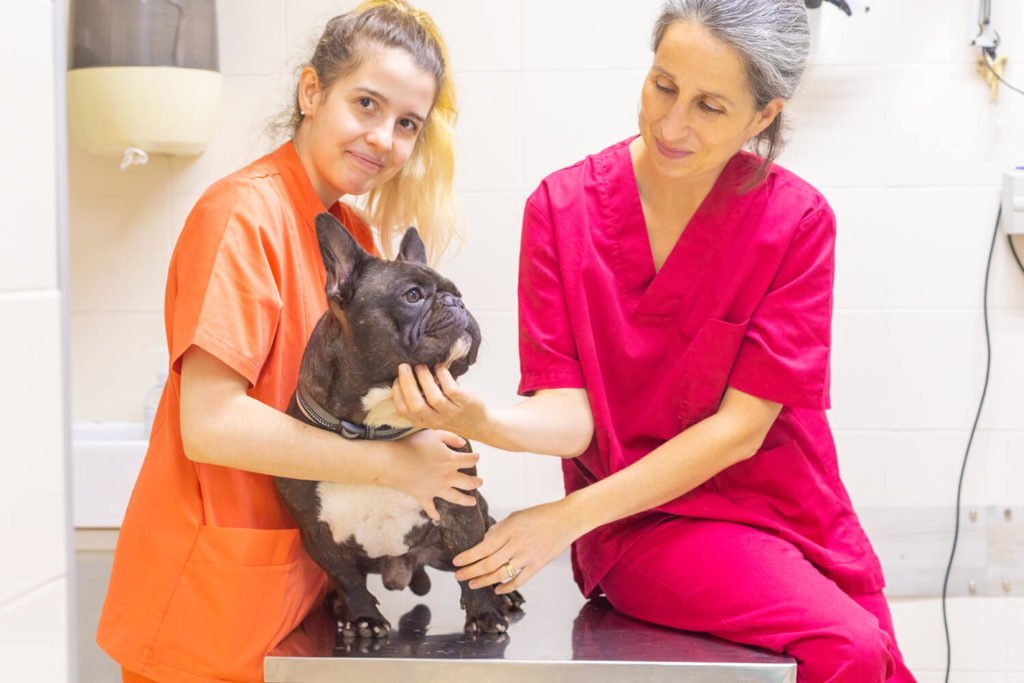 equipo veterinario verdum con perro
