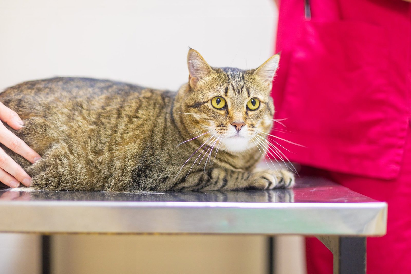 gato en verdum y unitat veterinaria