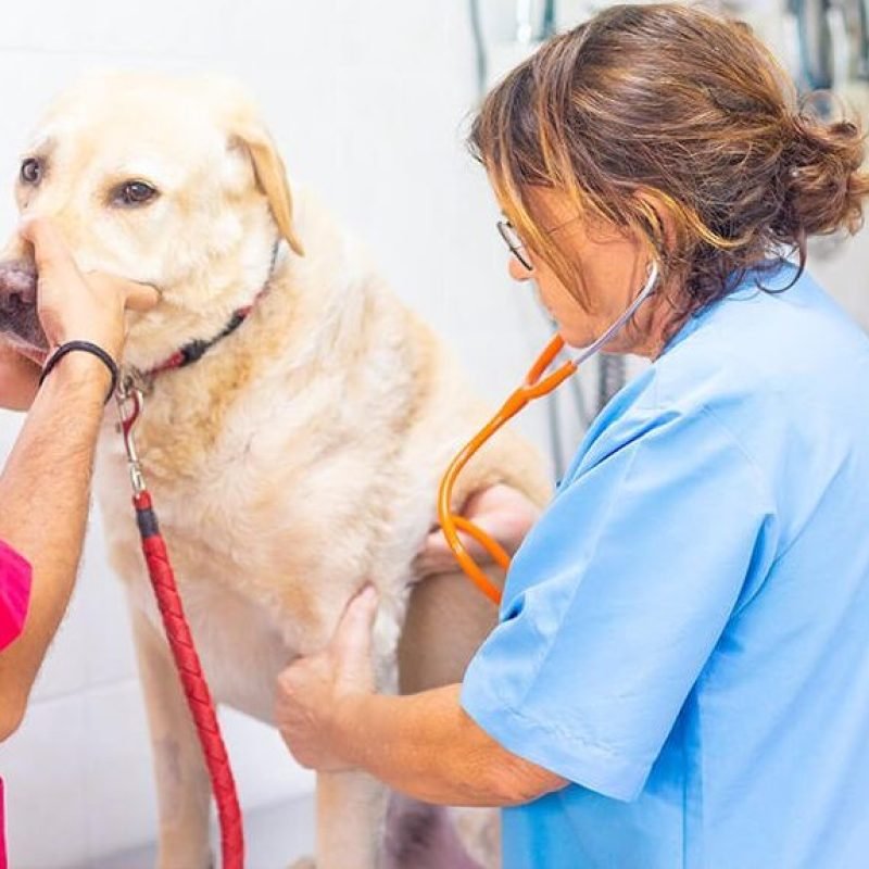 veterinarios con perro