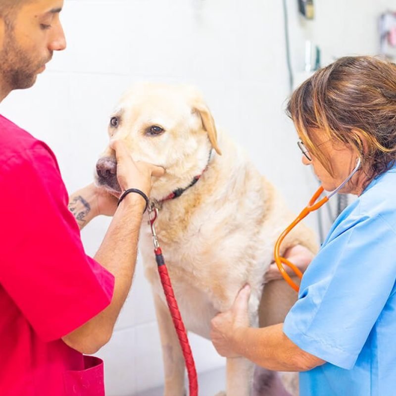 verdum-cornella-medicina-general veterinarios con perro